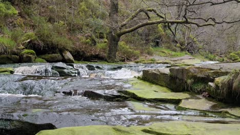 Slow-moving-forest-stream-waterfall,-nature's-serenity-scene-with-tranquil-pool-below,-lush-greenery-and-moss-covered-stones,-sense-of-peacefulness-and-untouched-beauty-of-nature-in-forest-ecosystem