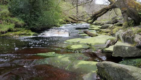 Slow-moving-forest-stream-waterfall,-nature's-serenity-scene-with-tranquil-pool-below,-lush-greenery-and-moss-covered-stones,-sense-of-peacefulness-and-untouched-beauty-of-nature-in-forest-ecosystem