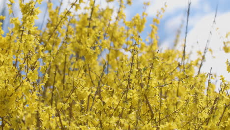 Forsythia-shrub-slowly-blowing-in-the-wind