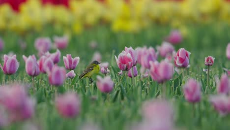 Yellow-Wagtail-lands-and-balances-on-pretty-pink-tulip-flower,-shallow-focus