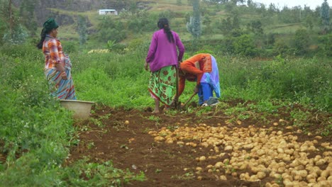 Agricultoras-Indias-Cosechando-Patatas-Orgánicas-En-El-Campo