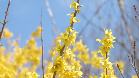Slow-motion-macro-close-up-of-a-yellow-Forsythia-Branch