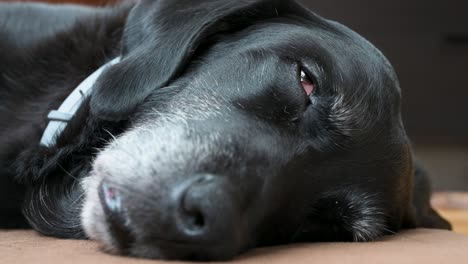 Una-Vista-Cercana-De-Un-Perro-Negro-Mayor-Durmiendo-Tirado-En-El-Suelo