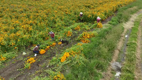 Imágenes-Aéreas-De-Cultivos-De-Flores-De-Caléndula-O-Cempasúchil-En-México-Y-Un-Grupo-De-Agricultores-Cosechándolas