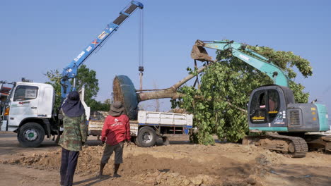 Tirando-De-Un-árbol-Enorme-Usando-Una-Polea-Sujeta-A-Una-Grúa-Y-Una-Retroexcavadora-Que-Sostiene-El-árbol-En-Su-Lugar-Mientras-Lo-Replantan-Para-Ser-Replantado-En-Un-Parque-Público-En-La-Provincia-De-Chachoengsao,-En-Tailandia.