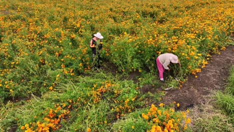 Drohnenvideo-Von-Menschen,-Die-Ringelblumen-Ernten