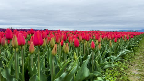 Experimente-La-Vibrante-Belleza-De-La-Primavera-Con-Tulipanes-Rojos-En-Washington.