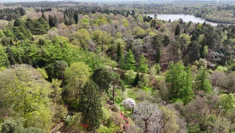 Colourful-trees-in-spring-Virgina-waters-Surrey-England-drone,aerial