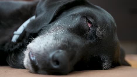 Wechseln-Sie-Den-Fokus-Von-Der-Nase-Zu-Den-Augen-Eines-Schläfrigen-älteren-Schwarzen-Hundes,-Der-Auf-Dem-Boden-Zu-Hause-Liegt