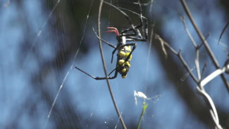 Araña-Avispa-De-Madagascar-En-Su-Red-Con-El-Cielo-Azul-Y-Algunas-Ramas-En-Segundo-Plano.