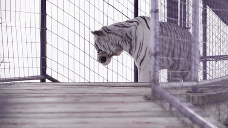 Weißer-Tiger-Läuft-Im-Zoogehege-Auf-Und-Ab