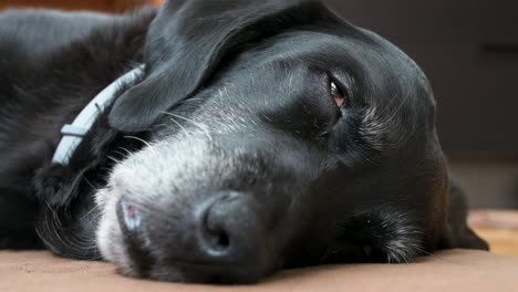 Nahaufnahme-Eines-Ruhigen-Schwarzen-Hundes,-Der-Beruhigende-Liebkosungen-Auf-Seinem-Schläfrigen-Gesicht-Genießt