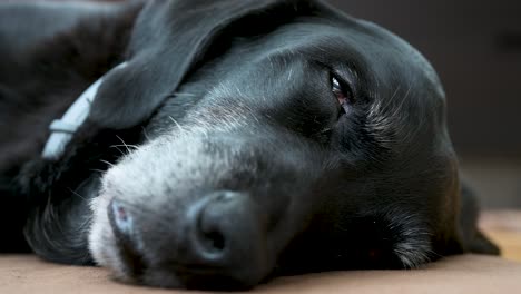 Una-Vista-Cercana-De-Un-Perro-Negro-Mayor-Durmiendo-Mientras-Yace-En-El-Piso-De-Una-Casa