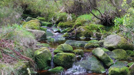 Langsam-Fließender-Waldbach-Wasserfall,-Ruhige-Szene-Der-Natur-Mit-Ruhigem-Teich-Darunter,-üppiges-Grün-Und-Moosbedeckte-Steine,-Gefühl-Der-Ruhe-Und-Unberührte-Schönheit-Der-Natur-Im-Waldökosystem