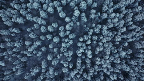 Wald,-Schnee,-Stadt,-Baum,-In-Der-Türkei