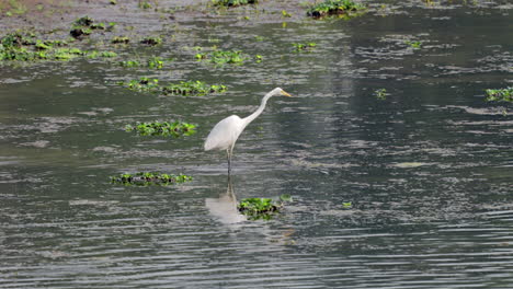 A-great-egret-fishing-in-a-river-on-a-sunny-morning-in-the-Chitwan-National-Park-in-Nepal