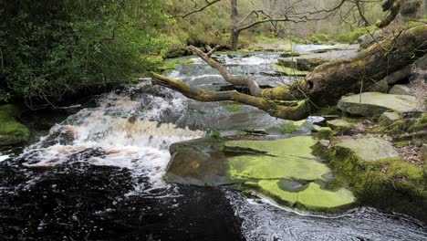 Slow-moving-forest-stream-waterfall,-nature's-serenity-scene-with-tranquil-pool-below,-lush-greenery-and-moss-covered-stones,-sense-of-peacefulness-and-untouched-beauty-of-nature-in-forest-ecosystem