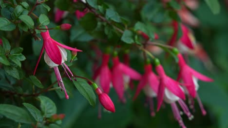 Rack-Fokus-Aufnahme-Von-Wunderschönen-Rosa-Fuchsienblütenpflanzen,-Die-Im-Botanischen-Garten-Blühen