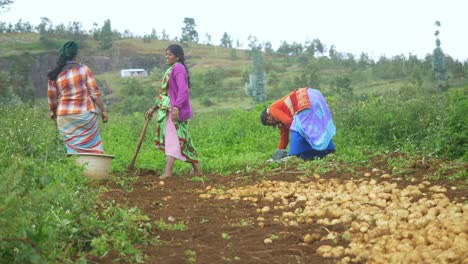 Agricultoras-Indias-Cosechando-Patatas-Orgánicas-En-El-Campo