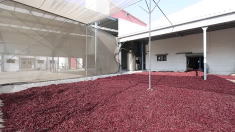 pov-shot-Red-chilies-are-seen-drying-in-the-chili-power-plant