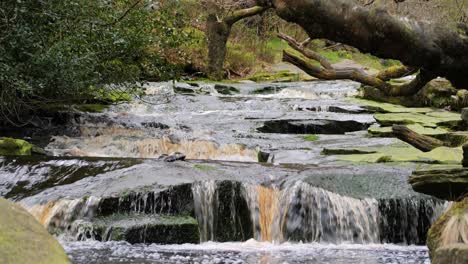 Slow-moving-forest-stream-waterfall,-nature's-serenity-scene-with-tranquil-pool-below,-lush-greenery-and-moss-covered-stones,-sense-of-peacefulness-and-untouched-beauty-of-nature-in-forest-ecosystem