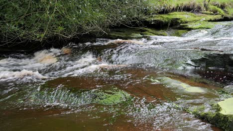 Cascada-De-Arroyo-Forestal-De-Movimiento-Lento,-Escena-De-Serenidad-De-La-Naturaleza-Con-Una-Tranquila-Piscina-Debajo,-Exuberante-Vegetación-Y-Piedras-Cubiertas-De-Musgo,-Sensación-De-Tranquilidad-Y-Belleza-Intacta-De-La-Naturaleza-En-El-Ecosistema-Forestal