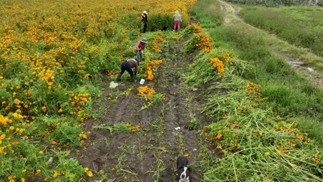 Drone-video-of-Mexican-farmers-harvesting-marigold-flowers-in-the-crops