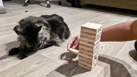 Cropped-View-Of-A-Person-Playing-Jenga-Tower-Blocks-Near-Maine-Coon-Cat-Breed