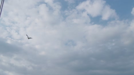 Wilder-Weißbauch-Seeadler-Mit-Blauem-Himmel-Und-Wolken-Im-Hintergrund---Zeitlupenaufnahme