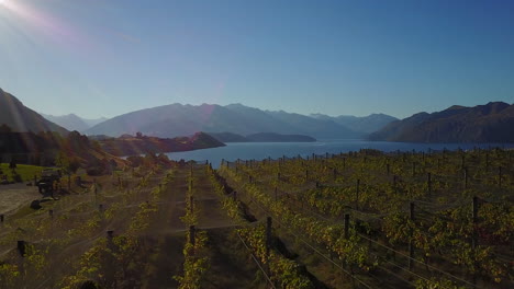 Drone-flies-over-vineyard-towards-Lake-Wānaka,-South-Island,-New-Zealand-at-sunset