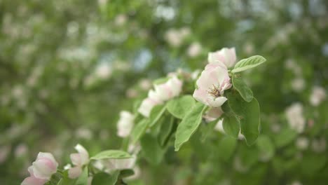 Flores-De-Manzano-Que-Florecen-En-Primavera