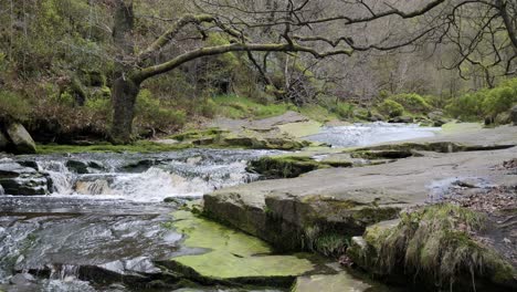 Slow-moving-forest-stream-waterfall,-nature's-serenity-scene-with-tranquil-pool-below,-lush-greenery-and-moss-covered-stones,-sense-of-peacefulness-and-untouched-beauty-of-nature-in-forest-ecosystem