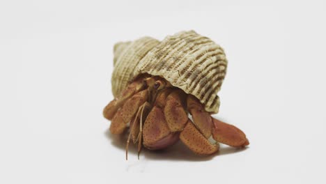 Slowly-crawling-hermit-crab-on-white-background