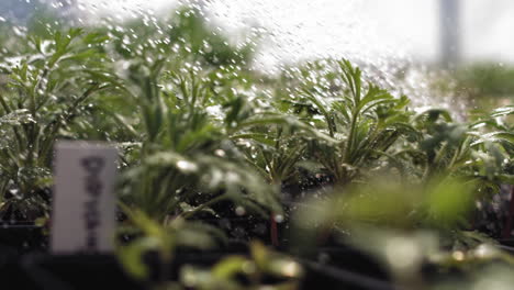 Super-slow-motion-footage-of-water-from-a-hose-splashing-hard-against-small-plants-in-a-nursery
