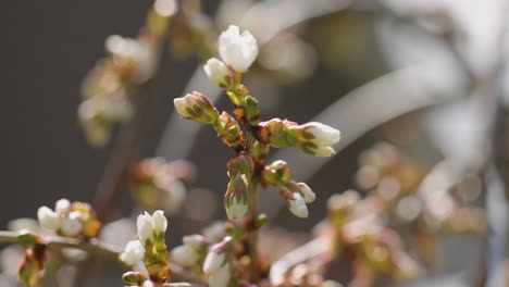 Macro-close-up-of-a-budding-cherry-blossom-tree