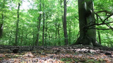 Wald-Am-Morgen-Im-Sauerland