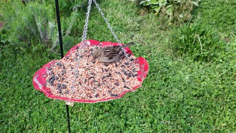 Zaunkönig-Und-Amsel-Am-Futterhäuschen