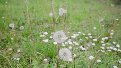 Dandelion-flower-with-loose-seeds,-slow-camera-movement