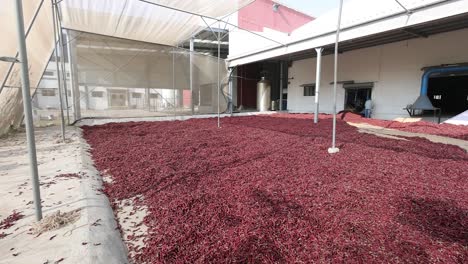 Pov-shot-in-the-field-a-lot-of-chilies-looking-dry