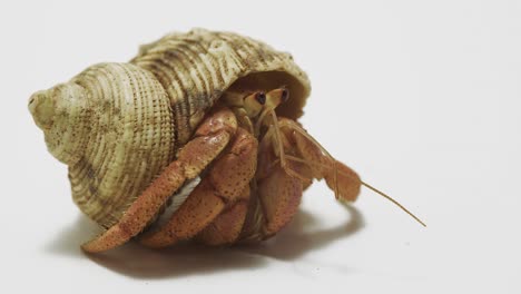 Macro-Shot-of-Hermit-Crab-Moving-Its-Eyes