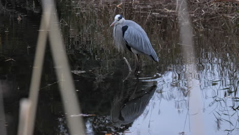 A-calm-heron-searches-for-prey-in-a-lake-in-Shakuji-Park-in-Tokyo,-Japan