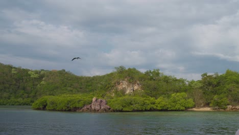 Wild-White-bellied-sea-eagle-flies-towards-camera-with-the-blue-sky-and-clouds-in-the-background---Tracking-slow-motion-Shot