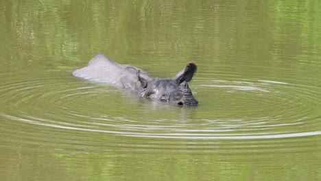 Das-Indische-Panzernashorn-Tauchte-Ins-Wasser-Und-Kühlte-Sich-An-Einem-Heißen-Tag-Ab