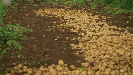 Indische-Bäuerinnen-Ernten-Bio-Kartoffeln-Auf-Den-Feldern