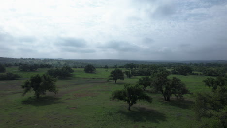 Aerial-view-of-oak-trees-in-a-pasture-in-the-Texas-Hill-Country
