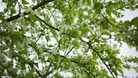 Frühlingsapfelblüten-Auf-Apfelzweigen-Blühen-Im-Wind