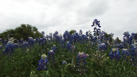 Slow-dolly-move-through-a-field-of-bluebonnets-in-the-Texas-Hill-Country