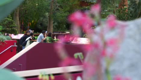 Fokussierte-Aufnahme-Von-Blühenden-Echeveria-Pflanzen,-Im-Hintergrund-Sind-Touristen-Im-Flower-Dome-Conservatory,-Gardens-By-The-Bay,-Singapur-Zu-Sehen