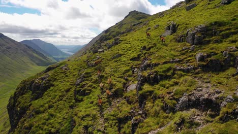 A-Herd-Of-Red-Deer-Stags-Walking-In-The-Scottish-Highlands,-Scotland