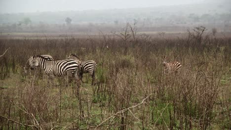 Zebras,-Die-Frei-In-Der-Savanne-Umherstreifen